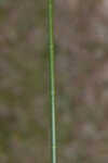 Jointed spikesedge